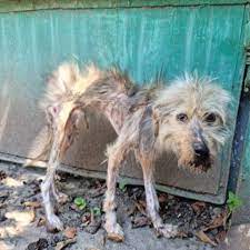 Dog - A small, frail dog was discovered in an abandoned park, drawing  attention with its palpable loneliness and struggle. After being rescued  and nurtured at a local shelter, this once-neglected pup