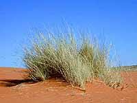 Image result for Stipagrostis