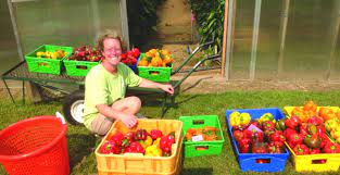 Pepper Profit Potential Analyzed In High Tunnel Trials Vegetable Growers News