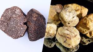 Laurent deverlanges, envisage d'affecter le montant du prix (2.000 euros) à. Truffe Noire Vs Truffe Blanche D Alba Les Diamants Du Terroir