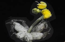 Image result for Utricularia stellaris