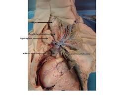 Fetal Pig Images