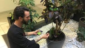 Perpignan Il Fait Jouer De La Musique Aux Plantes Lindependant Fr