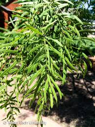 Image result for Prosopis glandulosa
