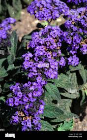 Image result for Heliotropium lineare