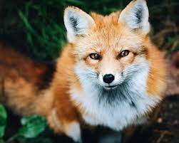 9 Cute Pictures of Red Foxes