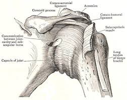 The function of the lhb tendon at the shoulder remains controversial and unclear. The Role Of Negative Intraarticular Pressure And The Long Head Of Biceps Tendon On Passive Stability Of The Glenohumeral Joint Shoulder Upper Extremity Musculoskeletal Systems Articles