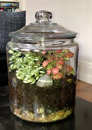 Closed Terrarium Terrarium Plant In Glass Closed Terrarium Plants