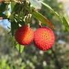 We have the biggest variety of fruit trees to choose from! 1