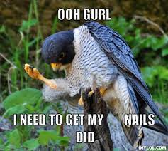 Crapshoot Falcon Meme Generator Diy Lol Bird Animals Animal Pictures