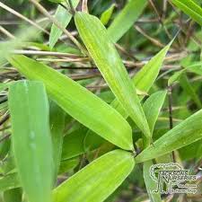 Image result for Shibataea kumasasa