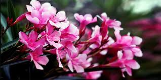 Di seguito la risposta corretta a pianta con fiori gialli a grappolo cruciverba, se hai bisogno di ulteriore aiuto per completare il tuo cruciverba continua la navigazione e prova la nostra la soluzione migliore soluzione al cruciverba per pianta con fiori gialli a grappolo. Piante Mortali 5 Esemplari Bellissimi Best5 It