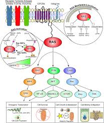 The rat microrna body atlas; Frontiers Ras Striking At The Core Of The Oncogenic Circuitry Oncology