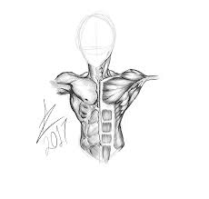 Constructive anatomy is by canadian artist george bridgman, free art book to read online. Torso Anatomy Drawing By Zxzc77 On Deviantart