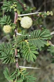 Image result for Acacia gerrardii