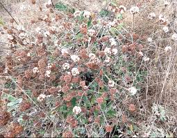 Image result for Eriosema robinsonii