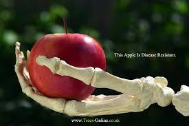 Saturn is the sixth planet from the sun and the second largest planet in our solar system. Buy Saturn Apple Tree Online Free Uk Delivery Free 3 Year Tree Warranty