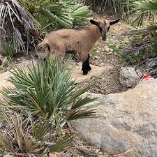 Top balearic islands caverns & caves: Top 10 Things To Do For Honeymoon In Majorca Balearic Islands