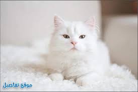 تفسير حلم القطة البيضاء في المنام للمتزوجة والعزباء والحامل موقع تفاصيل