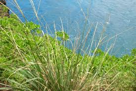 Image result for Sporobolus africanus