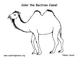 Check spelling or type a new query. Camel Bactrian Coloring Page