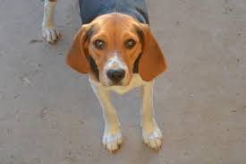 This page provides a listing of oregon beagle breeders. Akc Female Beagle Puppy For Sale In Cave Junction Oregon Classified Americanlisted Com