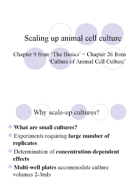 Primary human and animal cell culture gene therapy embryo. Scaling Up Animal Cell Culture Cell Culture Oxygen