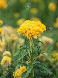 The flowers come in a variety of colors and resemble small, delicate tulips. Yellow Color Cockscomb Flowers Name Of Celosia Cristata The Flowers Are Small In Size But Will Stick Together Into The Same Bouquet Stock Photo Picture And Royalty Free Image Image 124617016