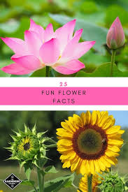 Jasmine flower pakistan का national flower है. 25 Fun Facts About Flowers Gardening Channel