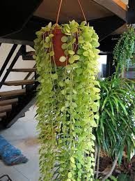 天呀 這不是串錢藤v2 0 思在樹人 痞客邦 plant hanger macrame plant hanger macrame plant