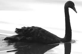 Image result for black swan