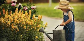 How many times a day should i water my garden. The Best Time To Water Your Plants During A Heatwave
