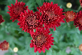 Here's why it should be an important part of life, and 5 ideas for how to do it. Hardy Mum Plant Care Growing Guide