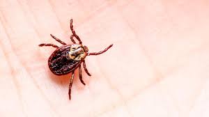 Schutz Vor Borreliose Wie Sie Bei Einem Zeckenbiss Reagieren Sollten Stern De