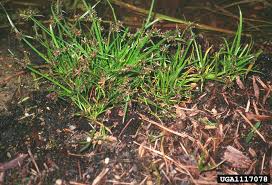 Image result for Cyperus fischerianus