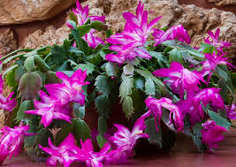 Unlike most cacti, which typically grow in arid environments, christmas cacti are native to the rain forests of. How To Grow A Christmas Cactus Watters Garden Center