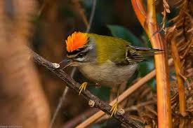 Birds Of A Feather Song Rio Firecrest Regulus Ignicapilla Pet Birds Bird Wings Bird Feathers