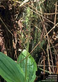 Image result for Liparis nervosa