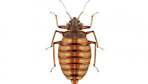 traitement punaises de lits extermination puces de lits sur lyon roanne et villeurbanne punaises de lit puce de lit traitement punaises de lit