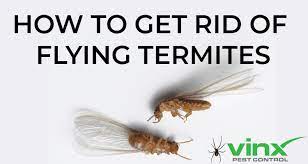 We did not find results for: How To Get Rid Of Flying Termites Vinx Pest Control