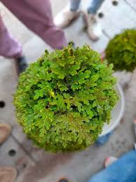 Image result for Selaginella tenerrima