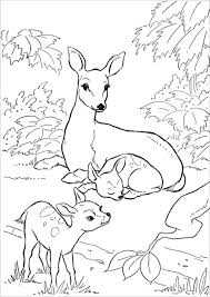 You could also print the picture. Moms And Baby Deer Coloring Page Coloringbay