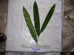 Image result for Aframomum spiroligulatum