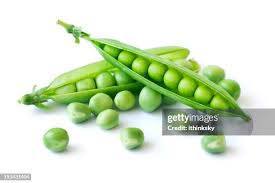 Image result for Pisum sativum