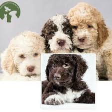 Zucht fci/ vdh zwinger cane d'acqua (italienisch: Italienischer Wasserhund Lagotto Romagnolo Hunde Aus Wien 1800 Eur Hunde Hunde Welpen Hundeausstellung