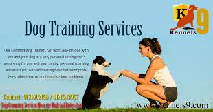 Come when you call, really. Dog Training Services Near Me Secunderabad Dog Training Train Dog Boarding