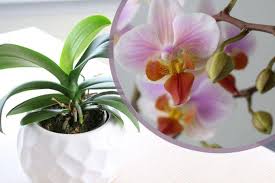 Das dies alle 2 bis 3 jahre geschieht, ist vor allem für die epiphytisch (als aufsitzer) wachsenden arten wichtig. Orchidee Wirft Bluten Ab Was Tun Das Hilft Wenn Knospen Welken
