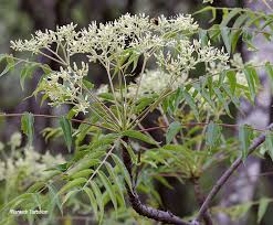 Image result for Kirkia