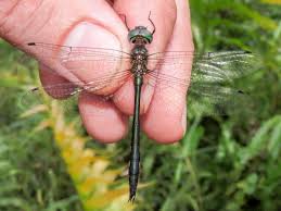 Image result for Odontosoria africana