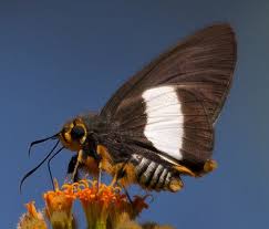 Image result for Sphedamnocarpus pruriens